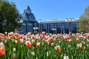Tulipes rouges et blanches en fleur devant le Musée des beaux-arts du Canada à Ottawa.